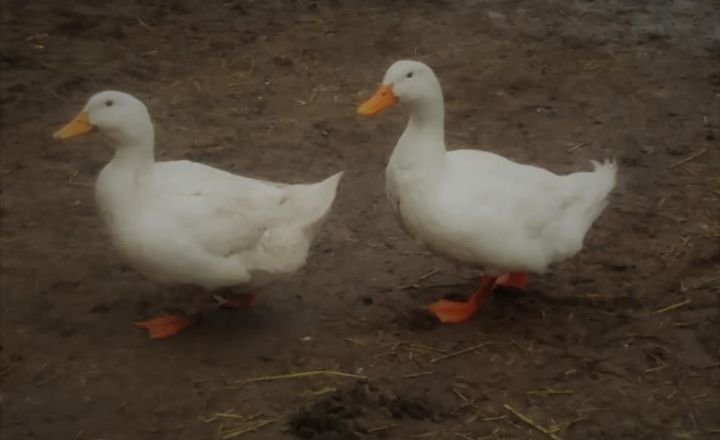 Why Do Ducks Have Feathers