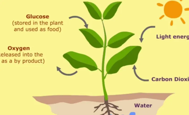 Why do Plants Store Glucose as Starch