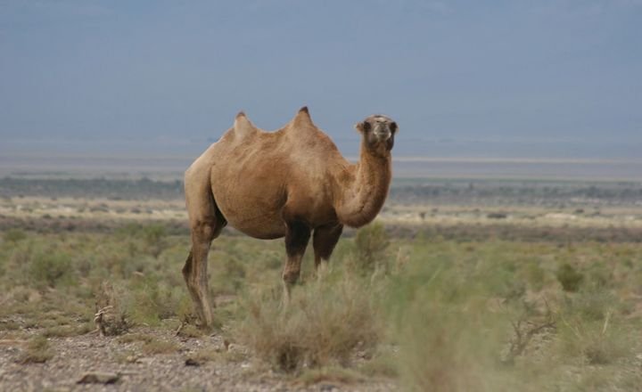 Wild Bactrian Camel