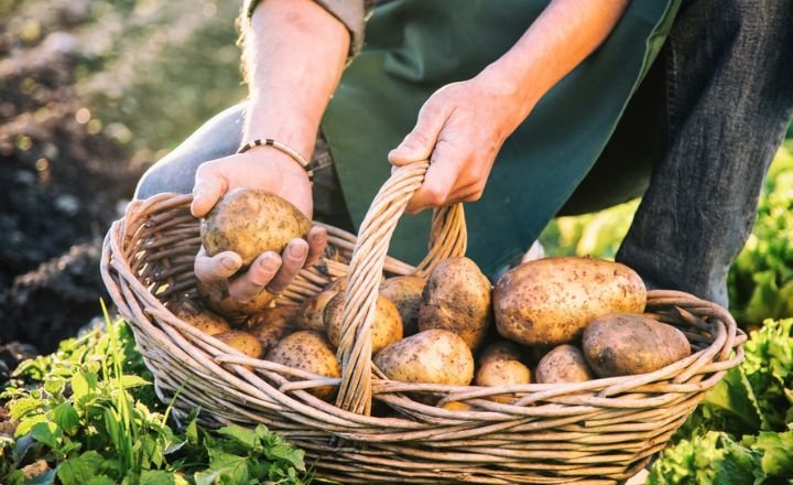 fertilize potatoes