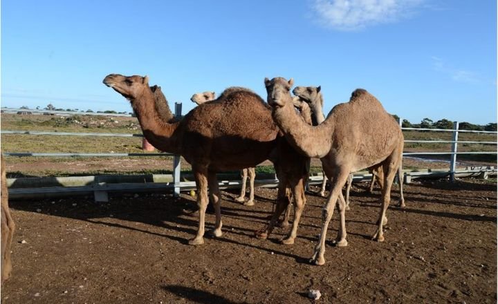 Distribution Of Camels