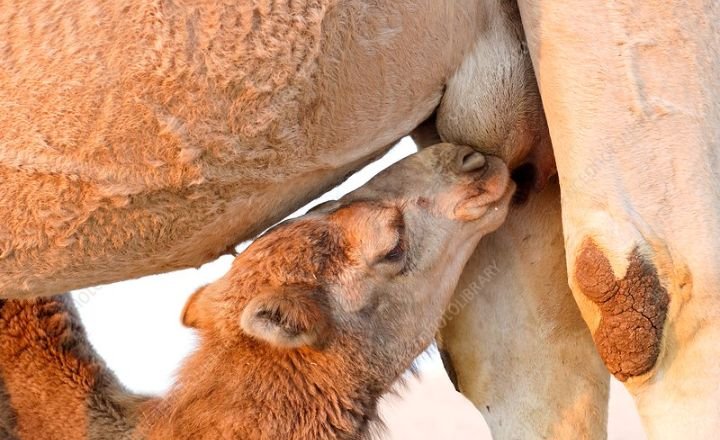 Feeding Cost of Camels