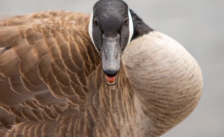 GOOSE AND GEESE ARE AQUATIC