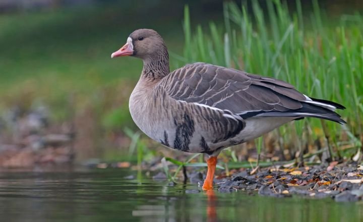 Goose vs Geese Where They Live