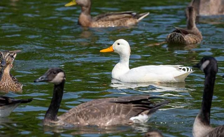 Goose vs Geese