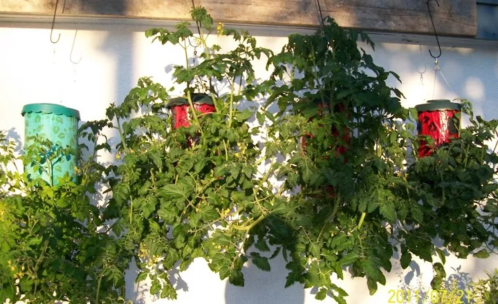 Growing Tomatoes Upside Down