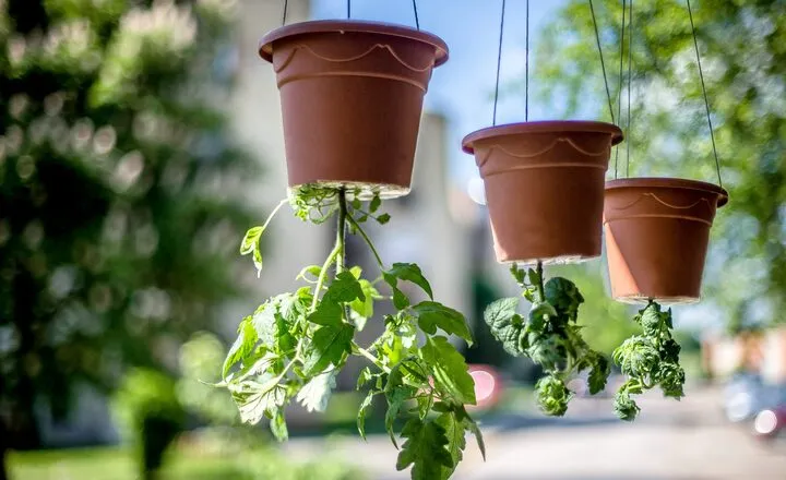 Growing Tomatoes Upside Down