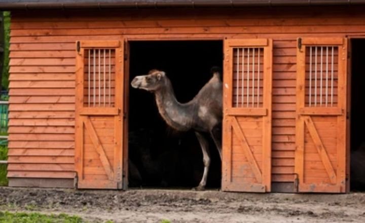 Housing A Camel