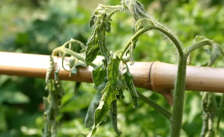 How to Save and Revive Wilted Tomato Plants