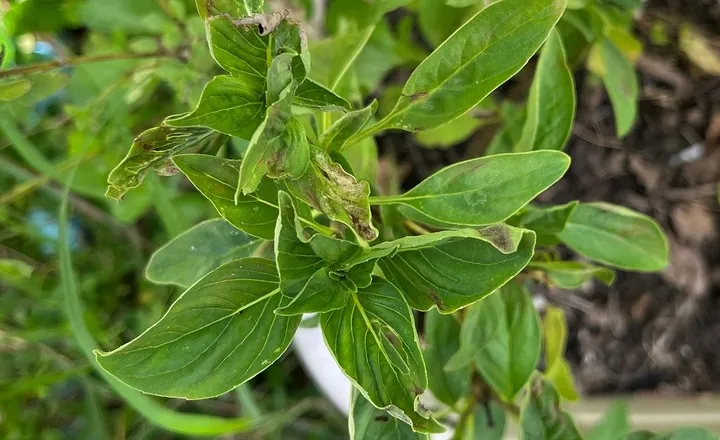 How to Save and Revive Wilted Tomato Plants