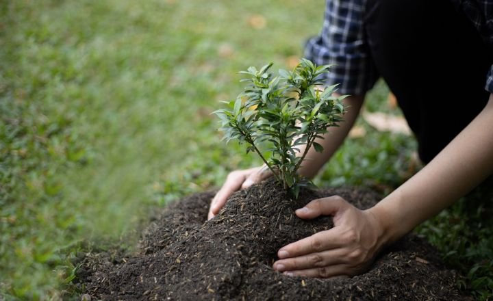 Plantation Maintenance