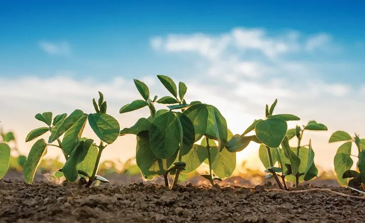 Planting and Growing Soybeans