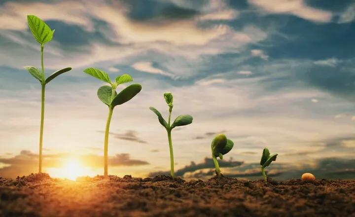 Planting and Growing Soybeans