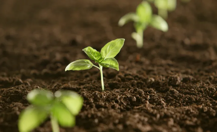 Planting and Growing Soybeans