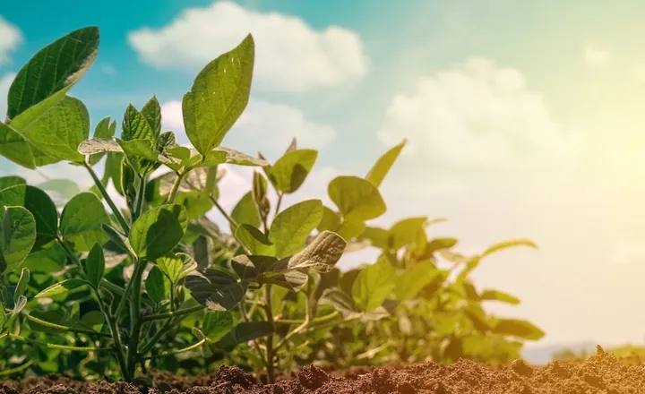 Planting and Growing Soybeans