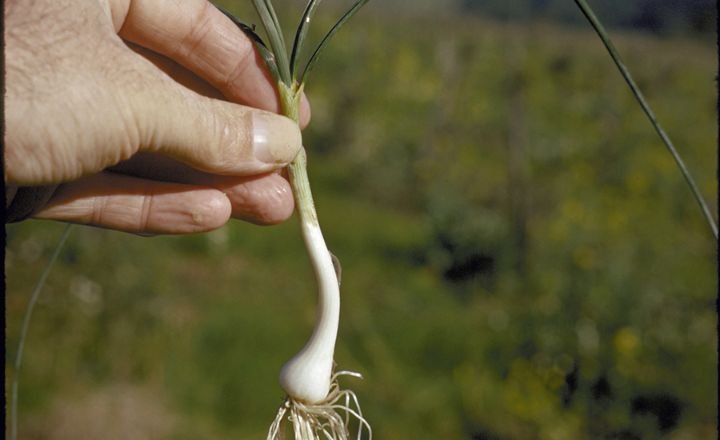 Propagation Of Wild Garlic