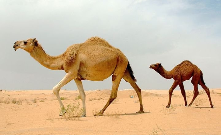 Purpose Of Camels