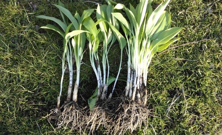 Sowing And Planting Wild Garlic