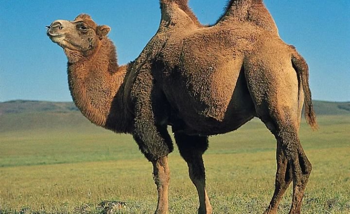 Strong And Healthy Camel