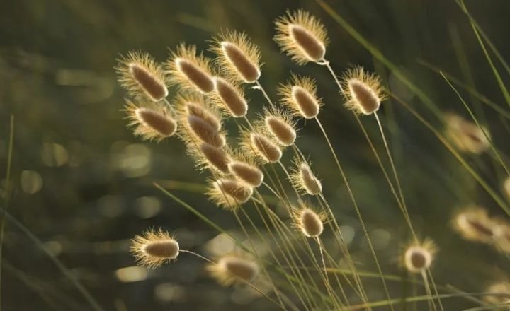 What Are Seed Living Or Nonliving Things really?