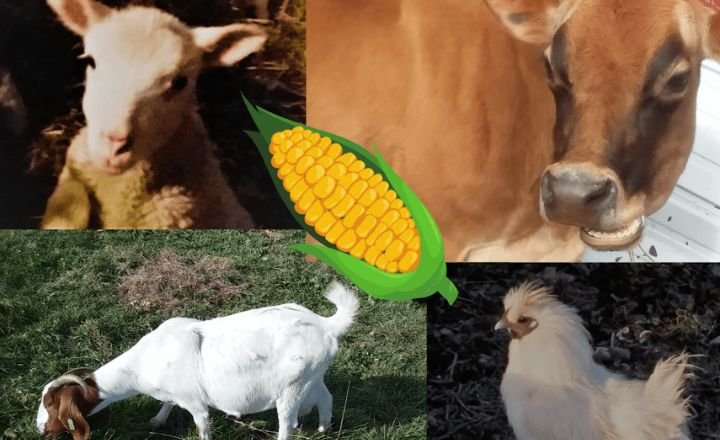 What Farm Animals Eat Corn?