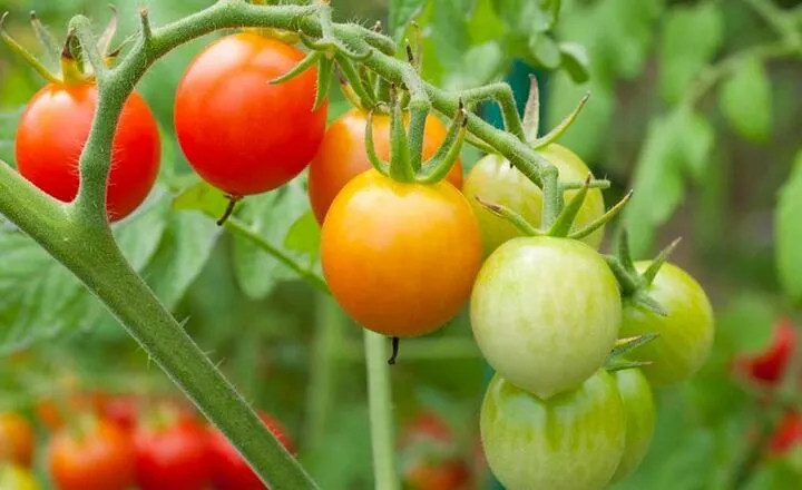 What is the Lifespan of a Tomato Plant