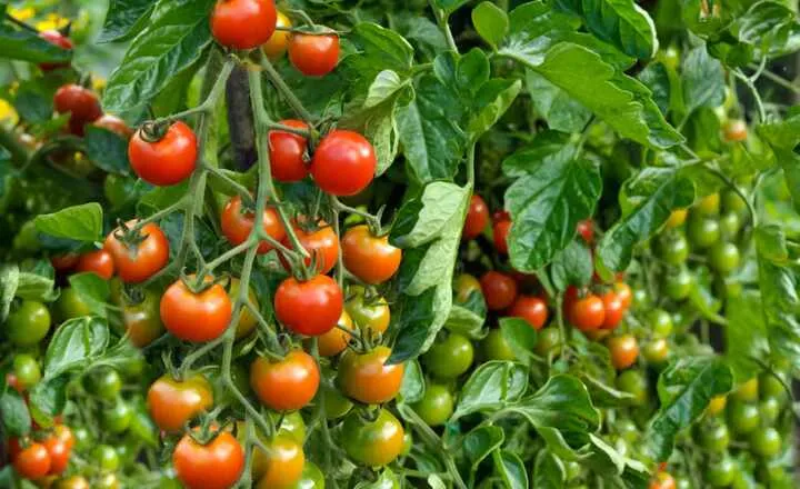 What is the Lifespan of a Tomato Plant