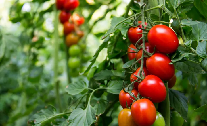 What is the Lifespan of a Tomato Plant