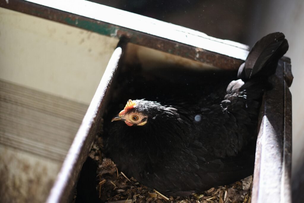 Brooding Chickens What To Do