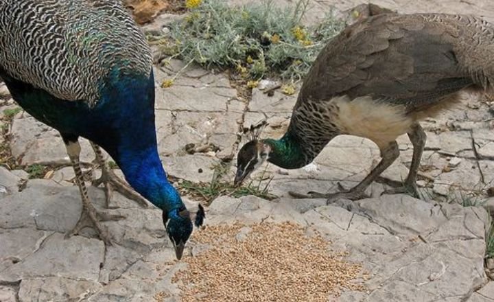 When Were Peacocks Introduced To The Uk?