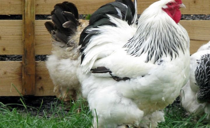 Chicken Behavior and Temperament