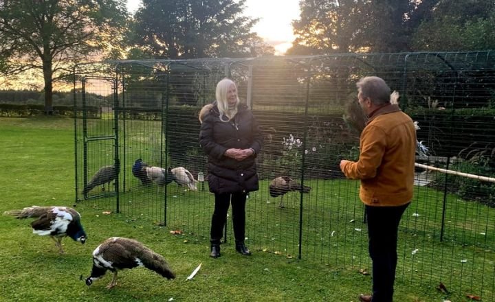 How To Perfect Peacock Husbandry With Sussanne Chambers From Peacocks UK.