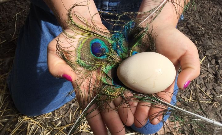 Peacock Egg Hatching Time and Temperature