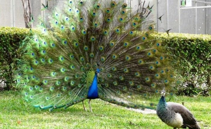 When do peacocks breed