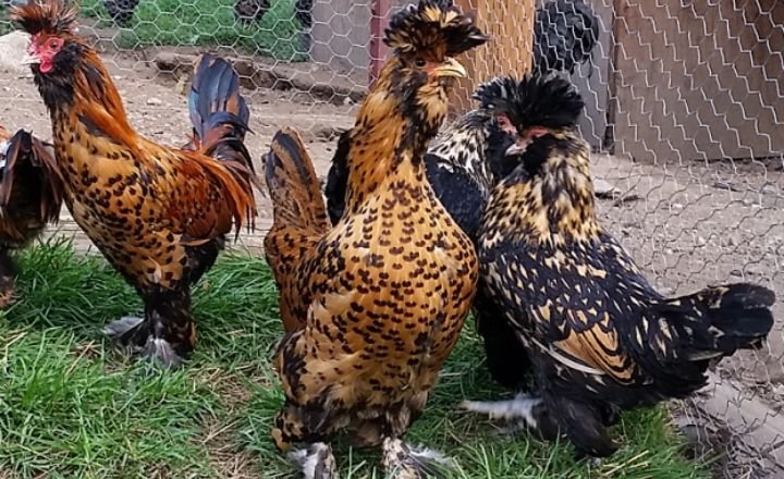 7 Chicken Breeds With Mohawks