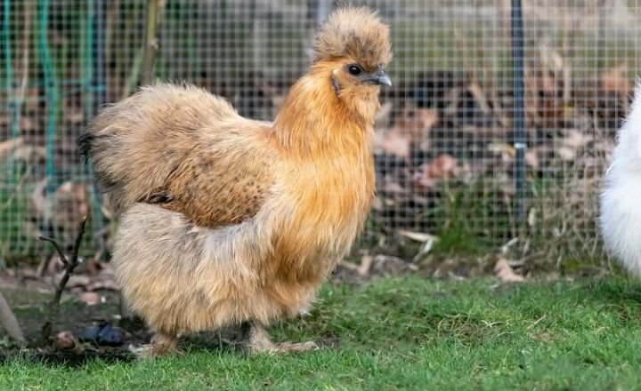 Silkie