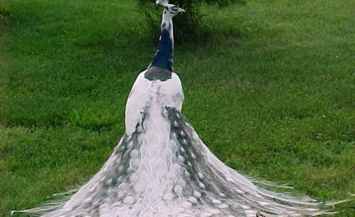 Silver pied peacocks