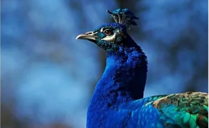 When do peacocks breed