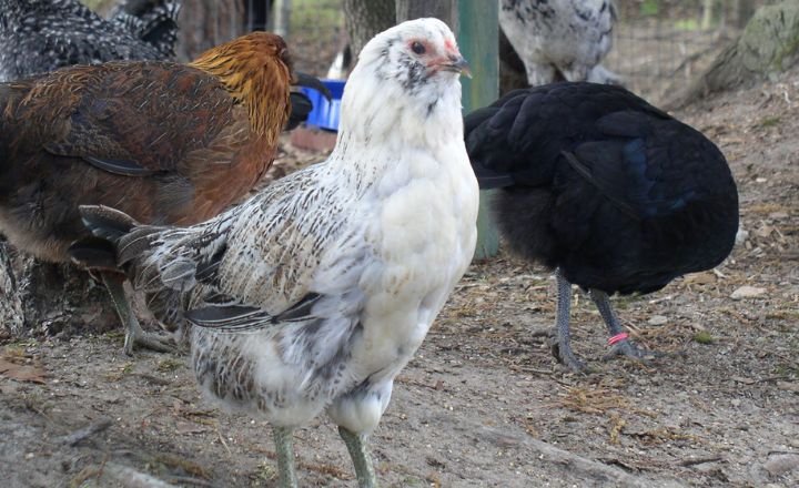 What Is An Ameraucana Chicken, and Where Did It Come From?