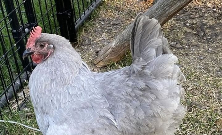 Who Doesn’t Love A Fluffy Purple Chicken That Lays Blue Eggs?