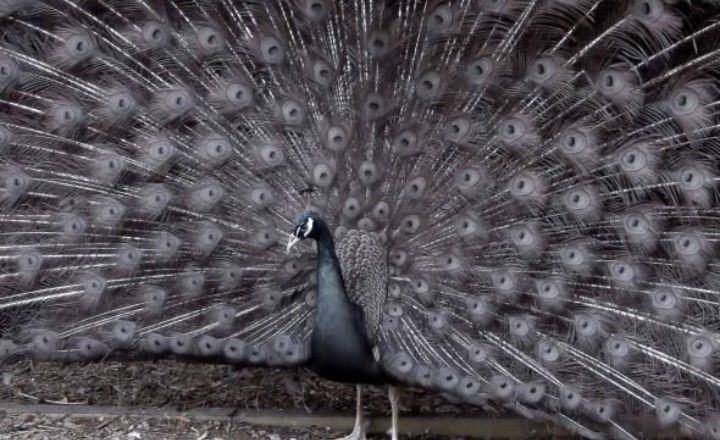 Black shoulder pied peacocks