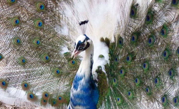 Blue pied peacocks