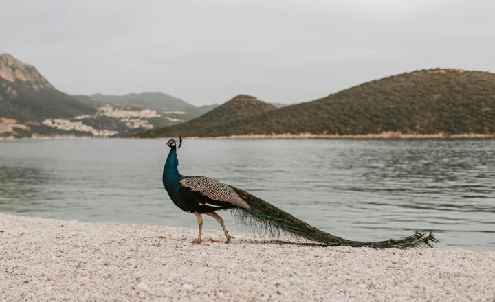 Can peacocks swim?