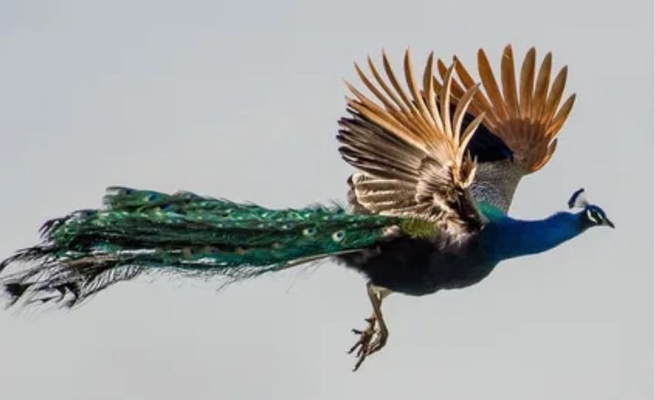 Can peacocks fly?