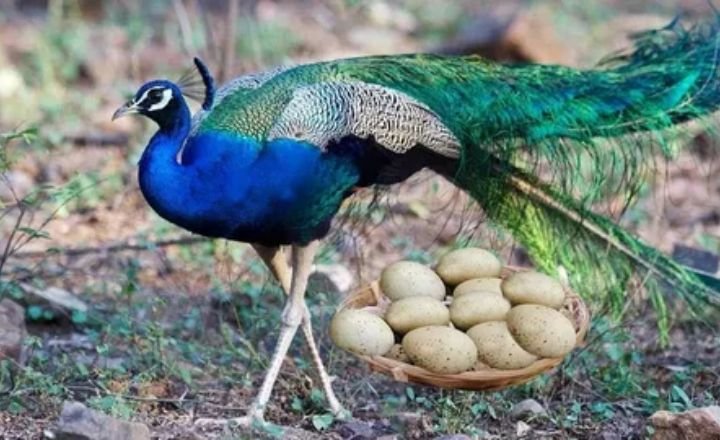 do peacocks mate for life