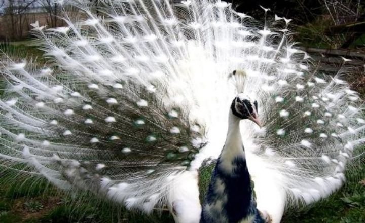 Silver pied peacocks