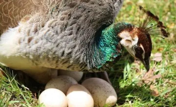 Successfully hatching peacock eggs