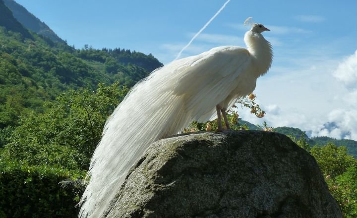 White pied peacocks