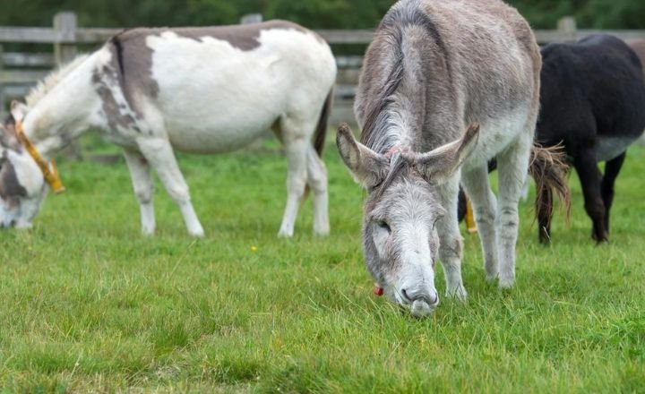 Do female donkeys bray