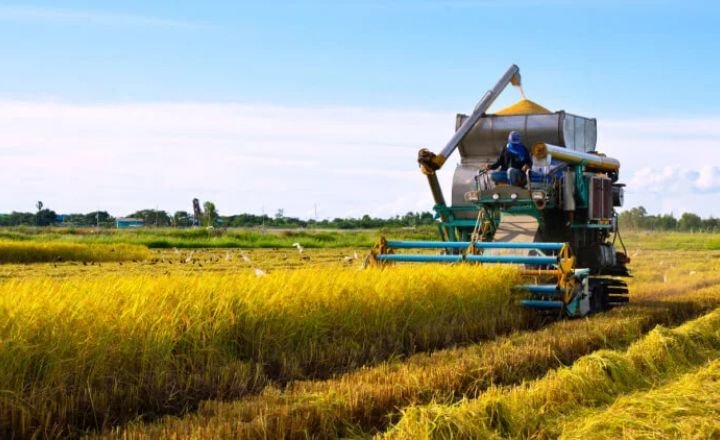 How is Rice Grown and Harvested